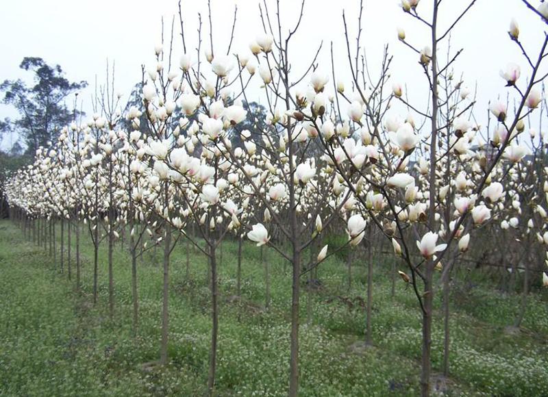 Magnolia alba